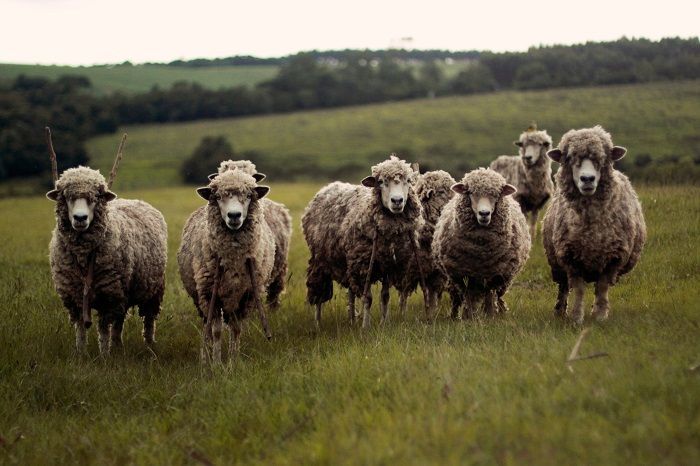 На развитие овцеводства в Ставропольском крае в 2023 году выделят почти 100 млн рублей