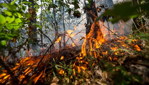 Вблизи Геленджика потушен крупный природный пожар
