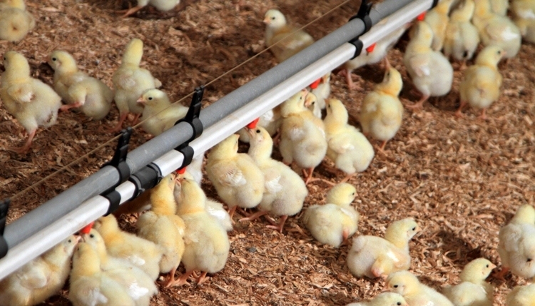 «Адлерская птицефабрика» увеличит выпуск куриного мяса на 80%