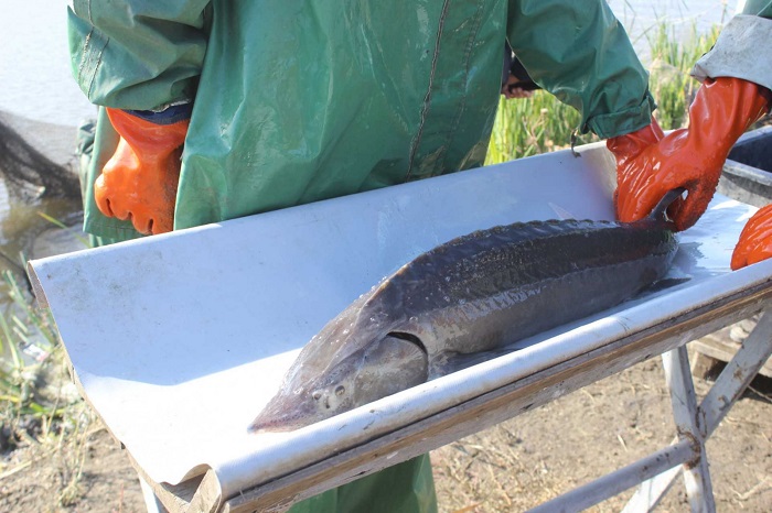 Товарное рыбоводство в Ростовской области поставили на грань исчезновения