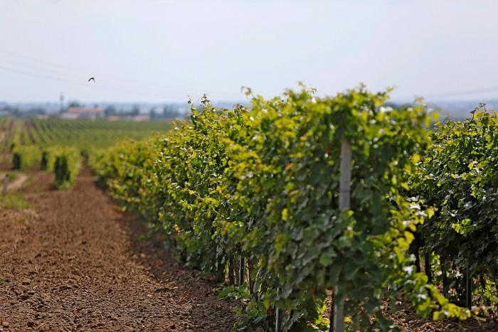 На Кубани после инвентаризации выявили еще 23 тыс. га земель под виноградники