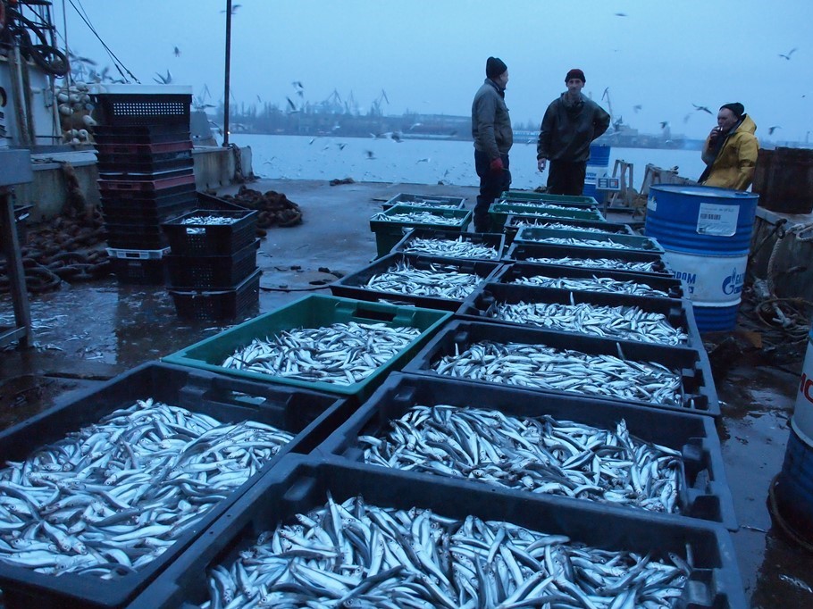 Абхазские инвесторы вложат в переработку рыбы в Крыму миллиард рублей 