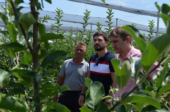 Инвестор на Ставрополье вложит миллиард в яблоневый сад и склад 