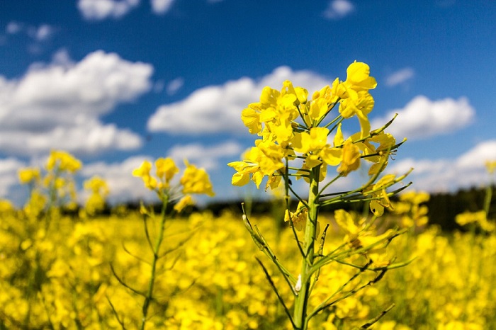В Краснодарском крае собран рекордный урожай рапса - 285 тыс. тонн