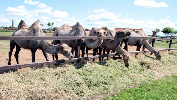 Ставропольские животноводы занялись разведением верблюдов