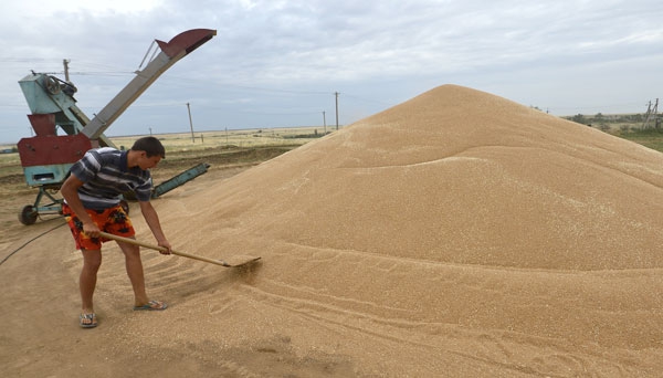 Новый зерновой сезон ожидает рекордный экспорт