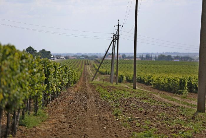 Хозяйства Кубани приступили к закладке молодых виноградников, высажены первые 120 га