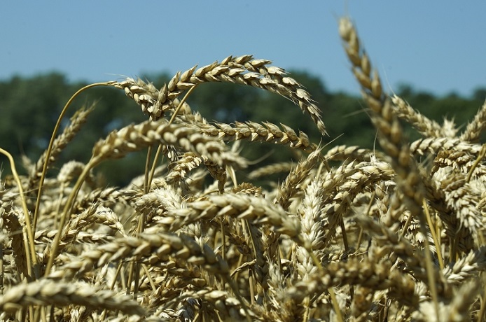 На Ставрополье готовятся к сбору урожая зерновых с 2,4 млн га 