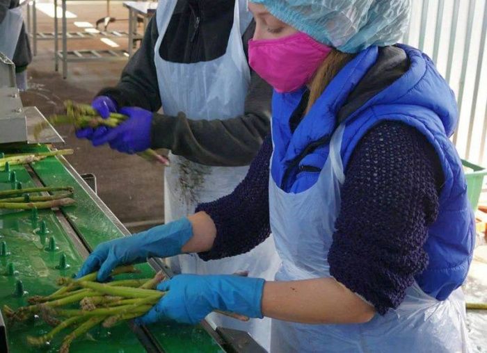 В Северной Осетии собрали рекордный урожай спаржи В Северной Осетии собрали рекордный урожай спаржи