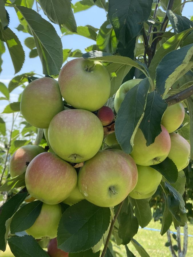 В Кабардино-Балкарии валовой сбор плодово-ягодной продукции за 5 лет вырос в 2,6 раз