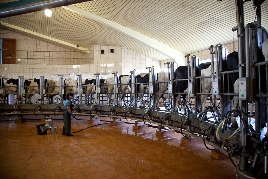«Донское» вложит 900 млн рублей в расширение производства молока