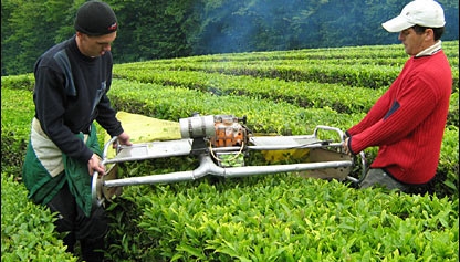 Аграрии Краснодарского края собрали рекордный урожай чая