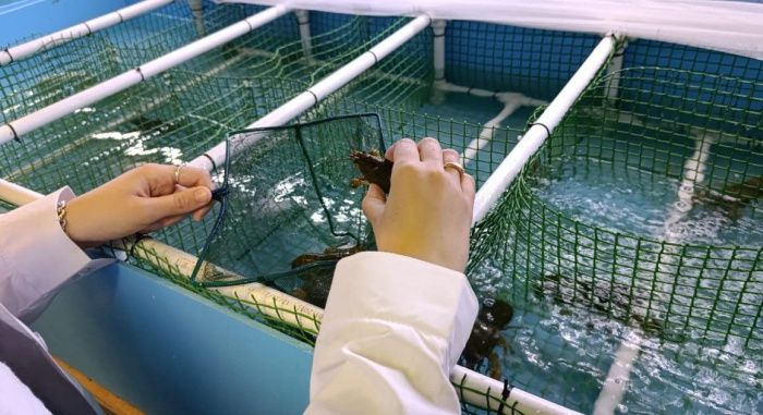 В Ростовской области начали искусственно выращивать длиннопалых раков