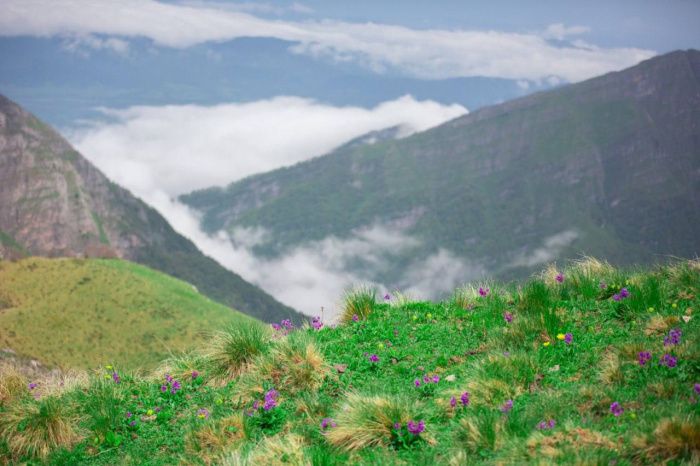 Власти Дагестана решили возродить горно-долинное садоводство