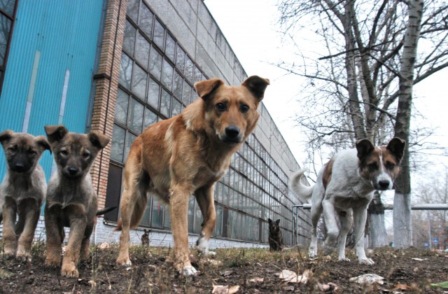 В Ростове-на-Дону построят частный центр стерилизации бездомных животных