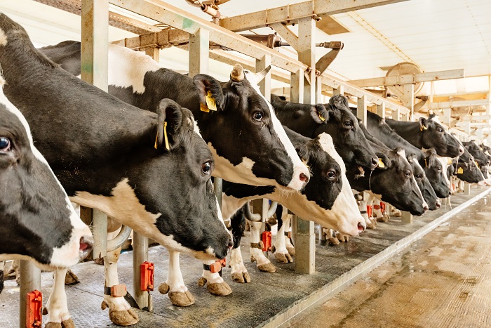 Молочный комплекс Агрохолдинга «СТЕПЬ» - самый эффективный в России
