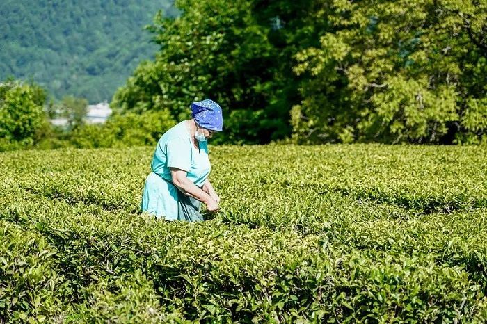 Гепрокуратура намерена вернуть государству 610 га чайных плантаций в Сочи
