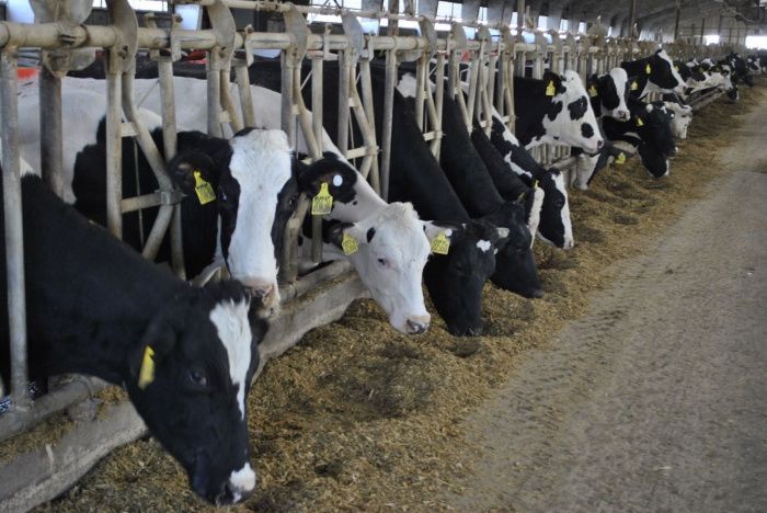 На Дону господдержка молочного животноводства увеличится на 80%