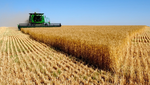 Зерновики обратились к правительству за отменой экспортной пошлины на пшеницу