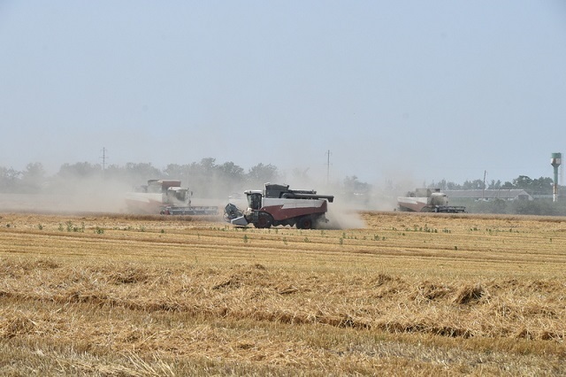 На Кубани урожай зерновых и зернобобовых культур превысил 12 млн тонн