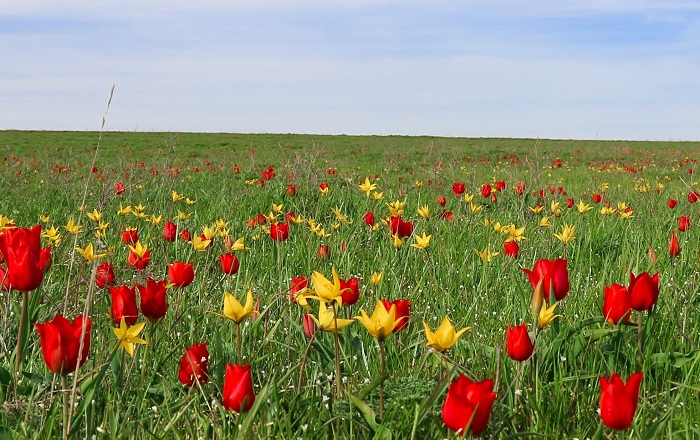 МТС обеспечила скоростным интернетом полуостров диких тюльпанов в Ростовской области