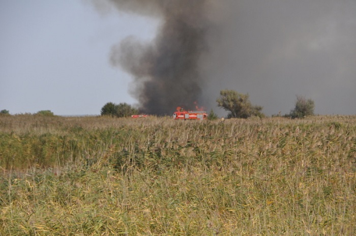 Пожар в Каменском районе Дона охватил 50 га леса