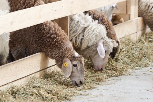«Дамате» построит в Карачаево-Черкесии овцеводческую ферму