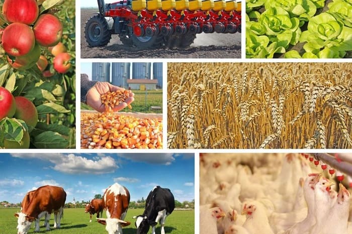 Донское сельхозпроизводство выросло почти на 14% с начала года