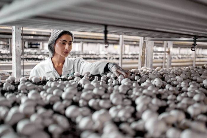 Как после дождя: грибоводы Кубани увеличили производство на 14% в 2025 году