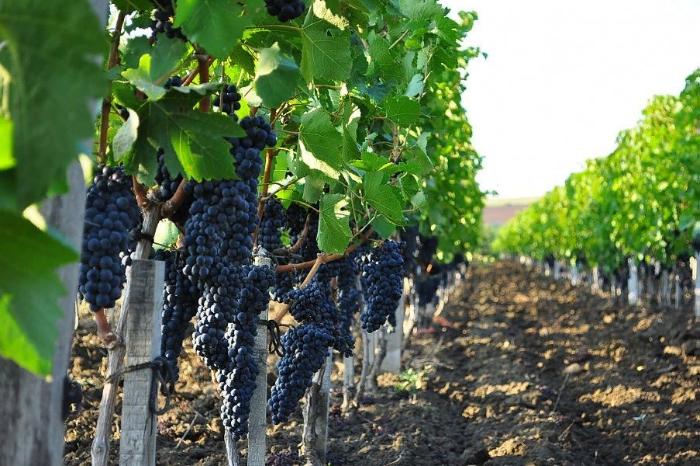 Кубань в 2020 году увеличила экспорт вина на 16%