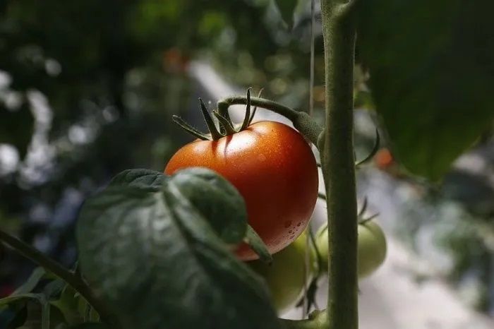 Производство томатов в тепличных комплексах Ставрополья выросло на 13% в 2022 году