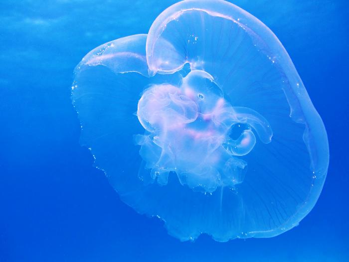 В Азовском и Черном морях начнут добывать медуз