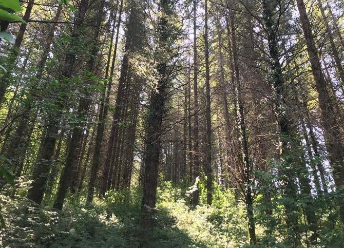 «Головинский лесопарк» в Сочи признан особо охраняемой территорией