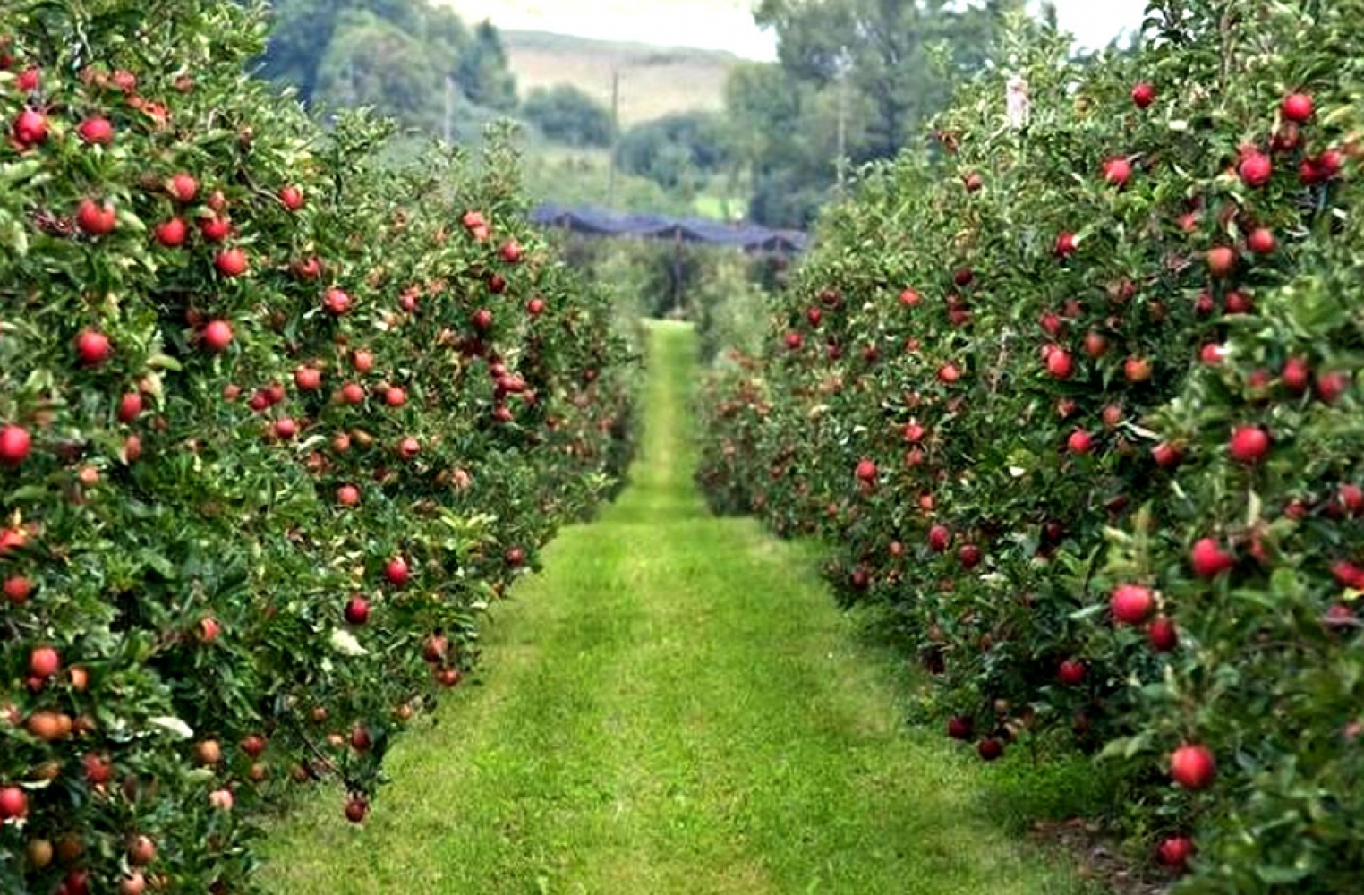 Садоводы Юга попросили правительство России ограничить импорт фруктов из Молдовы