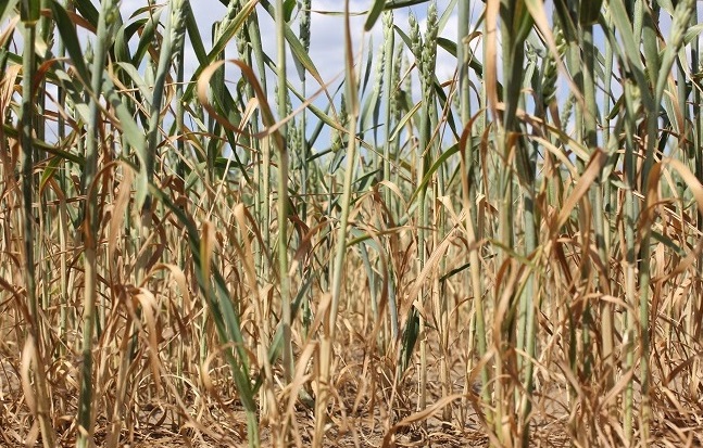Ставропольские аграрии потеряют около 270 млн рублей из-за гибели урожая от засухи