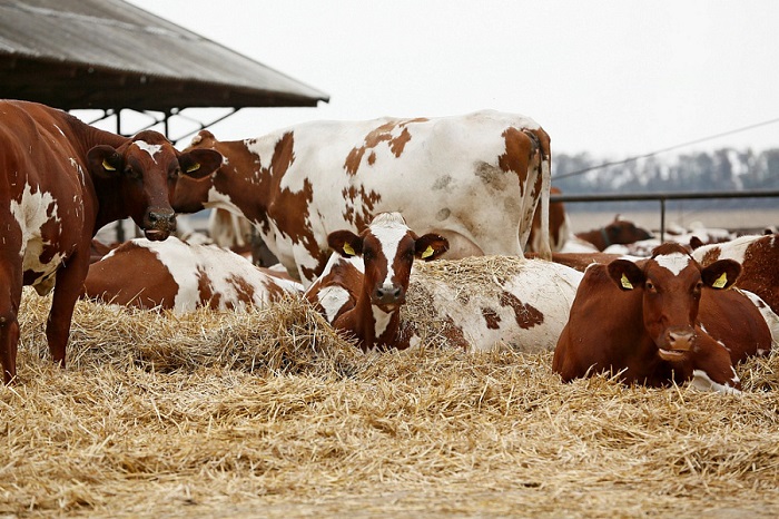 В Краснодарском крае произвели более 800 тысяч тонн молока