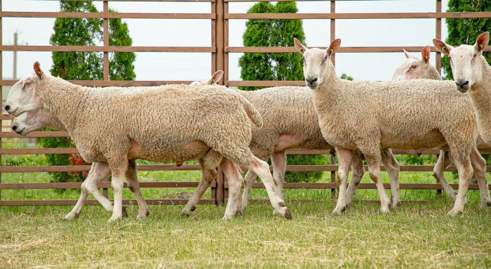 «Дамате» засеет 1,4 тыс. га на Ставрополье под кормовую базу для овец