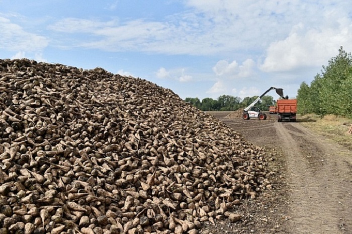 На Кубани собрали 1 млн тонн сахарной свеклы