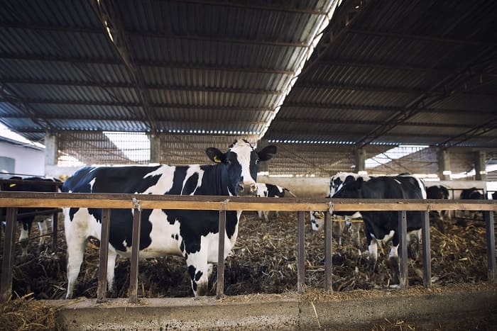 Компания «Дон Агро» внедрила систему искусственного интеллекта на молочной ферме