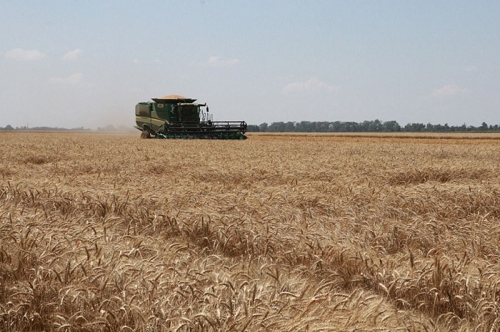 Кубанские аграрии собрали первый миллион тонн пшеницы в 2022 году