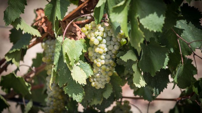 В Крыму благодаря господдержке появилось около 7 тысяч гектаров новых виноградников