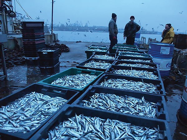 Абхазские инвесторы вложат миллиард в переработку рыбы в Крыму