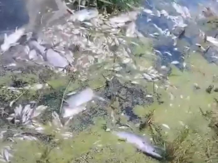 В Морозовском районе Ростовской области произошла массовая гибель рыбы в реке