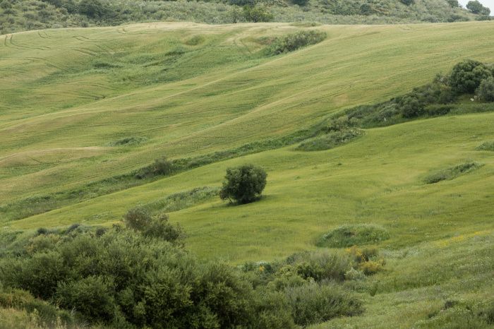 В Крыму планируют создать карбоновый полигон для мониторинга уровня парниковых газов