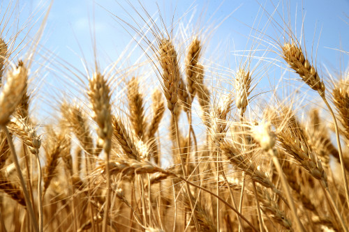 На Дону собрали рекордные 12,8 млн тонн ранних зерновых 