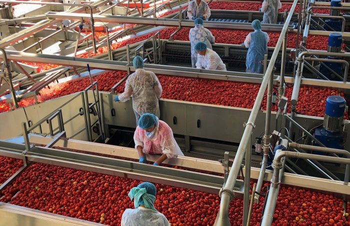 Астраханская область увеличит выпуск томатной пасты в полтора раза 