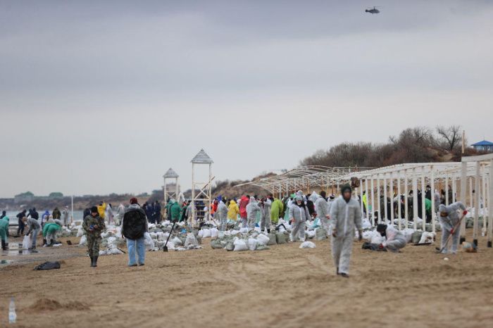 В Краснодарском крае после разлива мазута нашли 10 погибших дельфинов