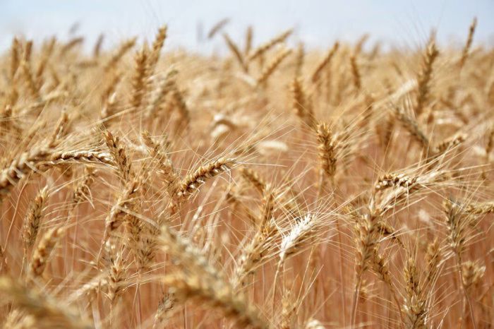 Экспорт зерна в Ростовской области увеличился на 10%