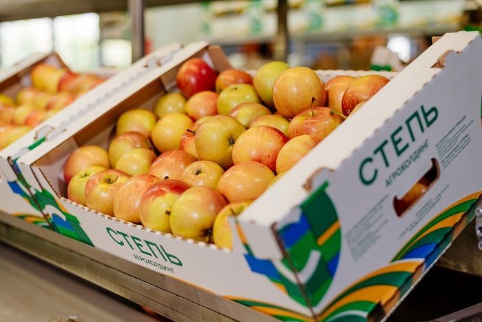 Агрохолдинг «СТЕПЬ» собрал рекордный урожай яблок