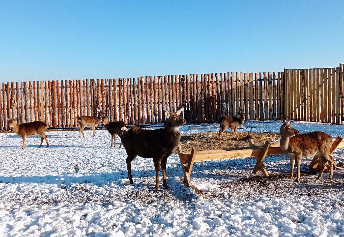 Пятнистых оленей впервые начали разводить в Волгоградской области